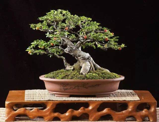 如皋这个地方 盆景年销售额150亿!