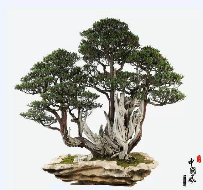 盆景艺术家郑志林先生速写