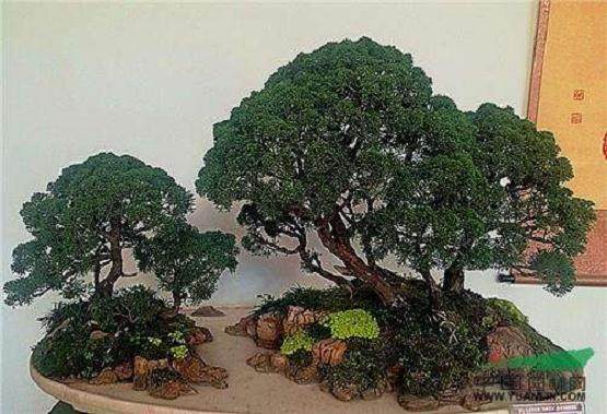 广州地区高档盆景和微盆景生产出口基地