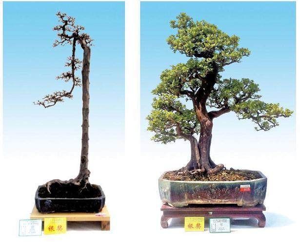 茶山盆景协会举办2018年年会