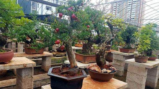 鹤山市龙口镇花木盆景协会章程