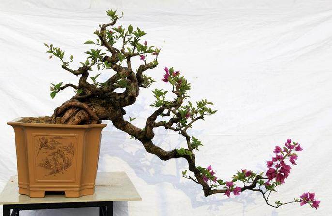 鹤山市花木盆景协会是