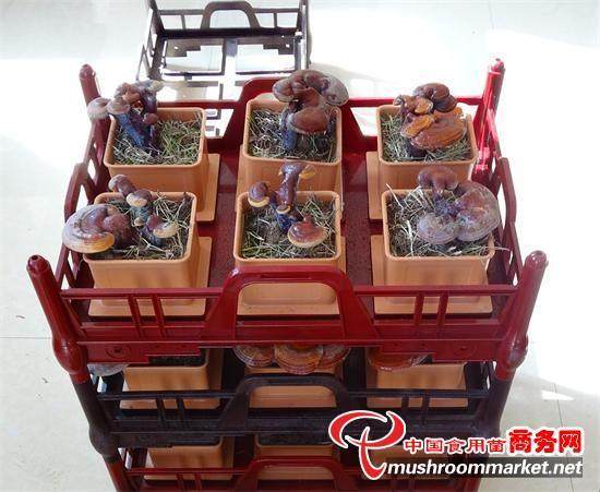 辽宁的五色食用菌盆景目前俏销韩国市场