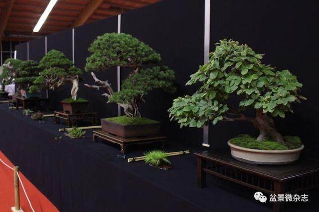 雅致的欧洲盆景 你却不知道其历史