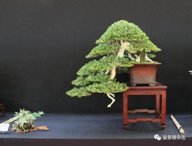 雅致的欧洲盆景 你却不知道其历史