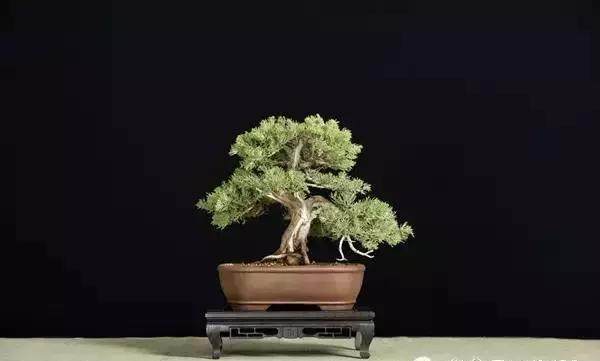 盆景首次在欧洲出现 是1878年在法国巴黎举行