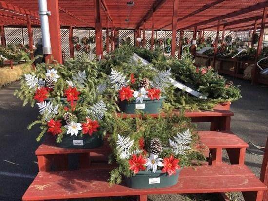 在美国迷你的盆景型圣诞树也很受华人欢迎