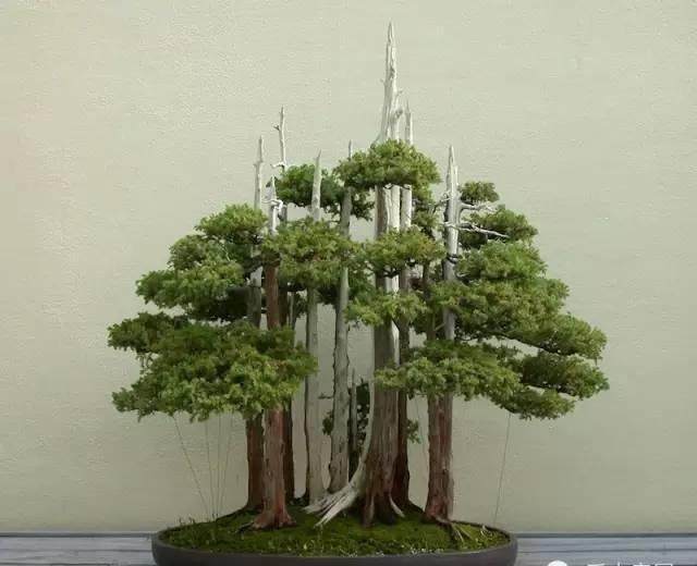 Goshin是被公认的美国盆景的代表