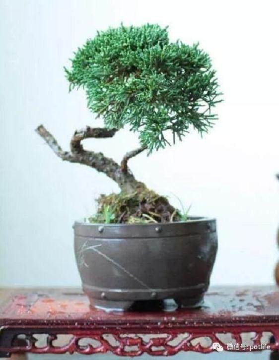 真柏盆景的上盆以及整姿注意事项有哪些？