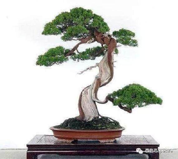 真柏盆景的上盆以及整姿注意事项有哪些？