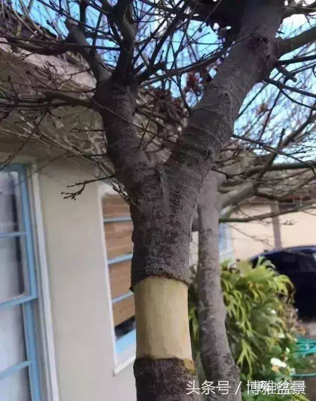 多图详解盆景高压的细节