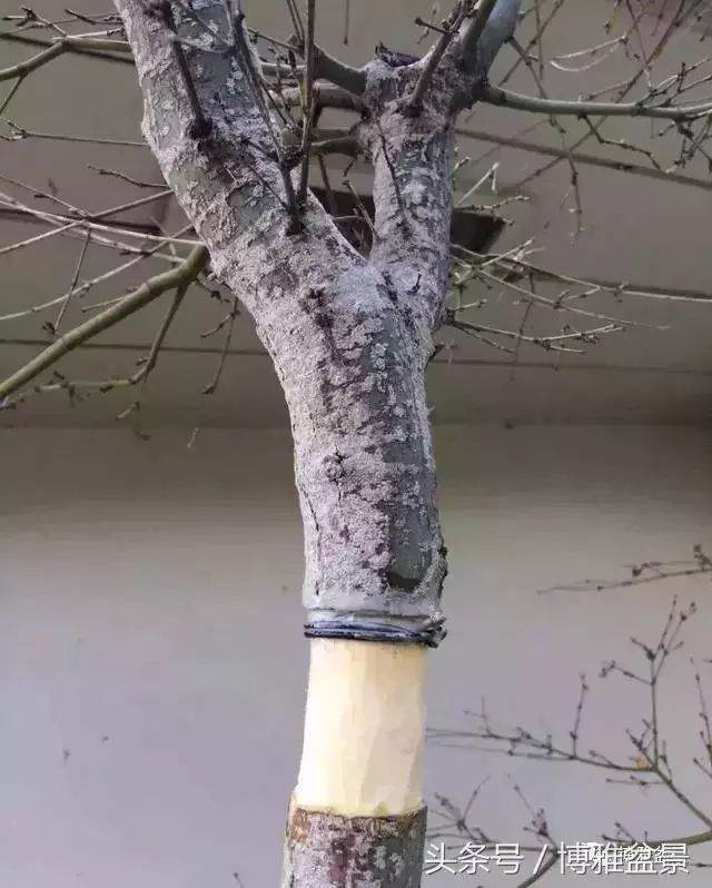 多图详解盆景高压的细节