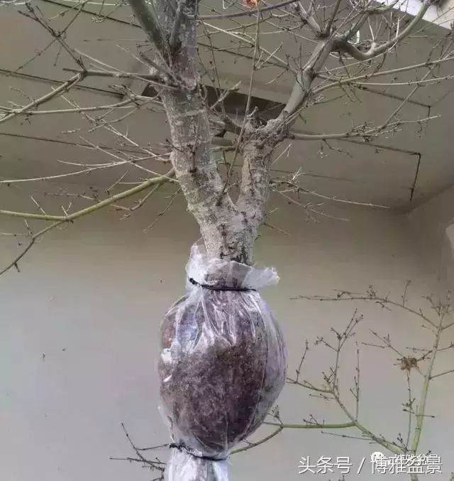 多图详解盆景高压的细节