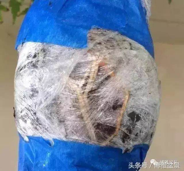 多图详解盆景高压的细节