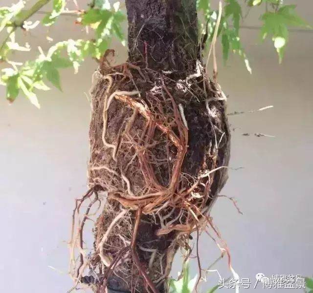 多图详解盆景高压的细节