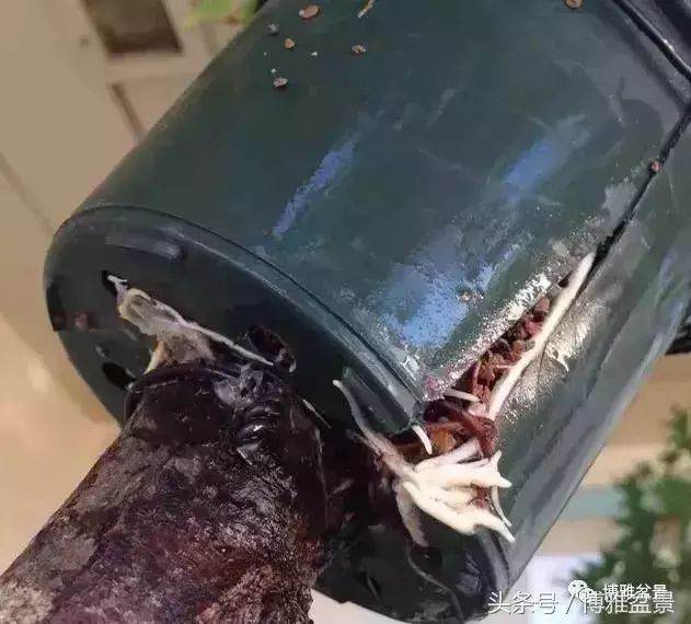 多图详解盆景高压的细节