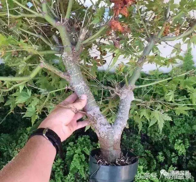 多图详解盆景高压的细节