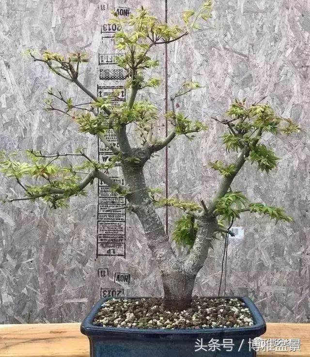 多图详解盆景高压的细节