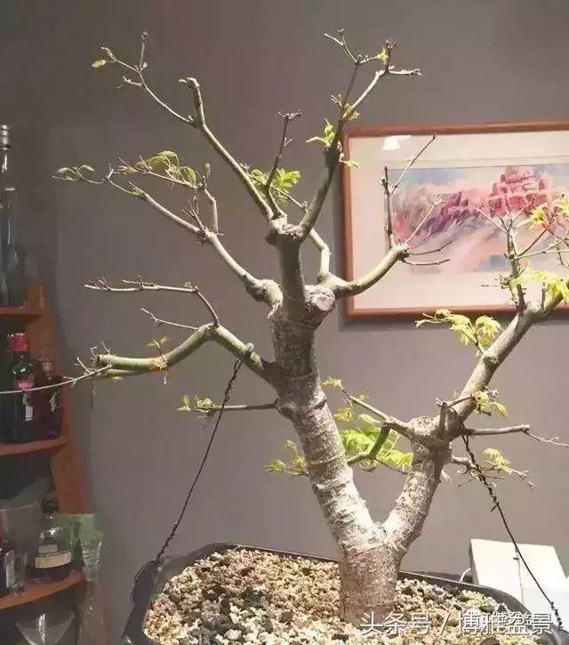 多图详解盆景高压的细节