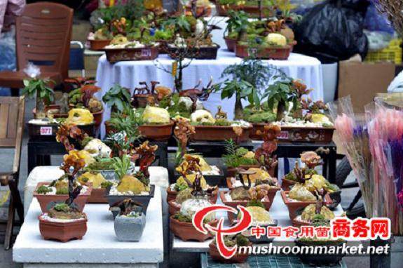 灵芝盆景火爆越南春节市场