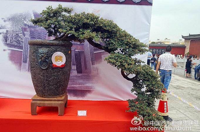 第七届粤港澳台盆景艺术展同期开展