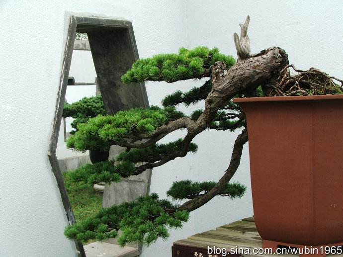 在瘦西湖近北门处 有一处盆景博物馆