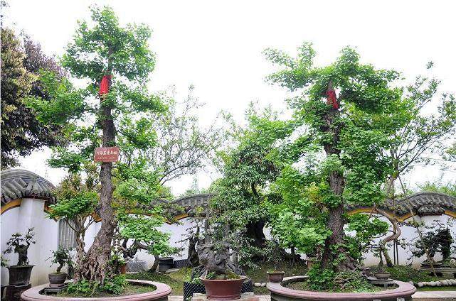 川派盆景制作技艺大赛在安龙举行 没你想的那么简单&hellip;&hellip;