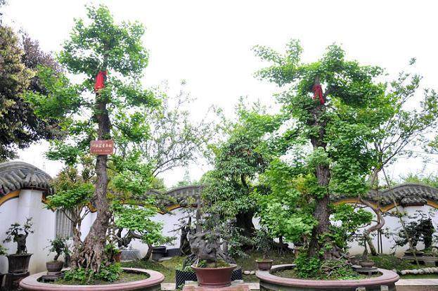 扎根安龙雌雄盆景缘结一段千年之恋