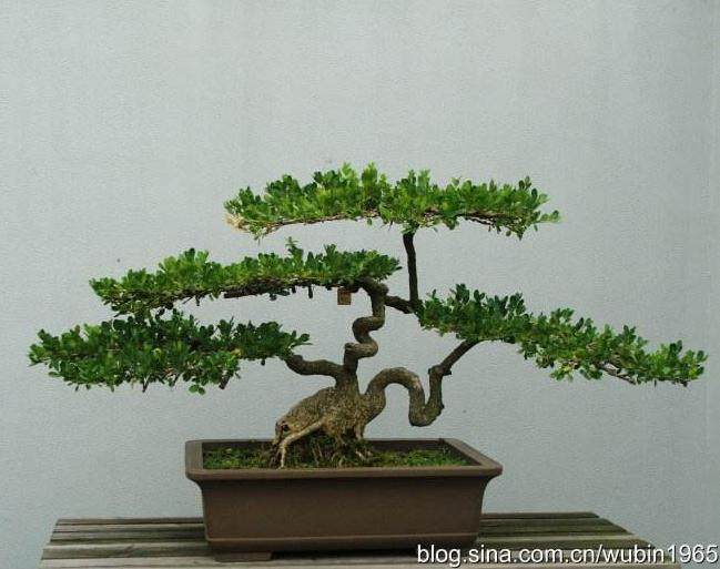 川派盆景第一村四川安龙卉景社区