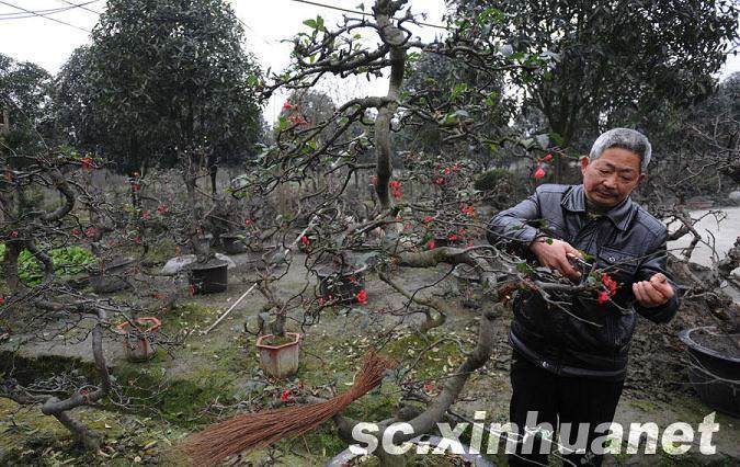 安龙镇上 一位老盆景技师在修剪海棠盆景