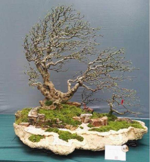 安龙盆景获奖的消息刷爆了朋友圈