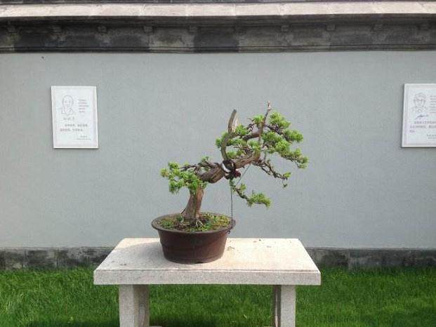 2013大青城首届川派盆景艺术节