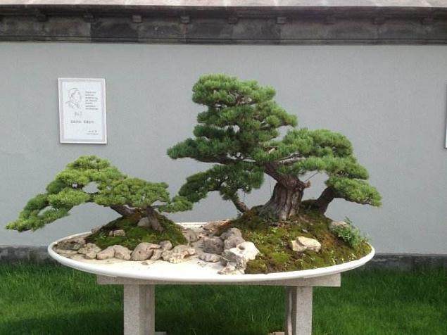 26名摄影高手分别获得了价值500元的安龙川派盆景