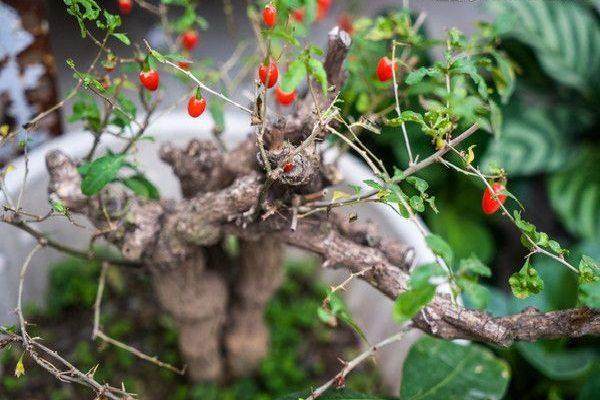 枸杞子盆景叶黄落叶怎么办