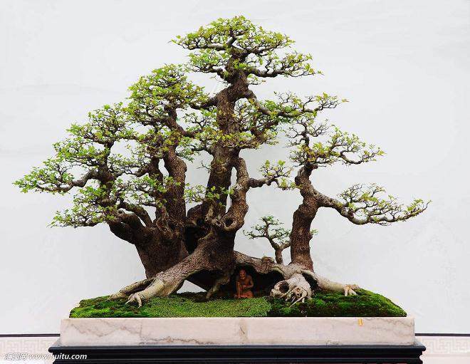 造成对节白蜡盆景大量落叶的原因有以下几个