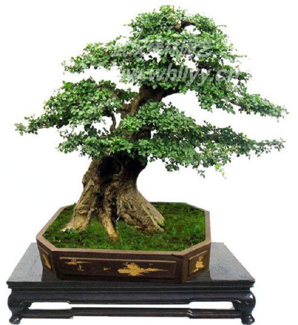 浅析对节白蜡树桩盆景大面积异常落叶的原因