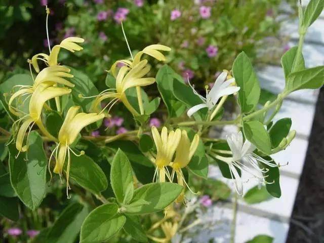 盆花落叶的原因很多 一般有自然落叶和病态落叶