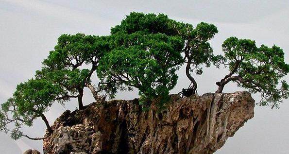 盆景树桩人工促老催古的技术