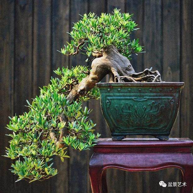 盆景发芽压条时间以3-4月份最为合适