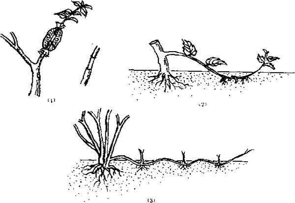 花卉盆景生根后怎么压条法繁殖方法