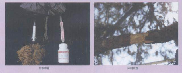 看笔者采用高空压条方法对刺柏盆景进行培育