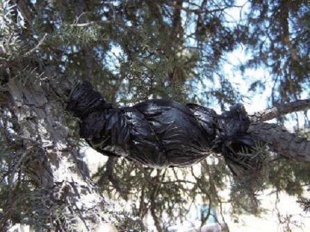 看笔者采用高空压条方法对刺柏盆景进行培育