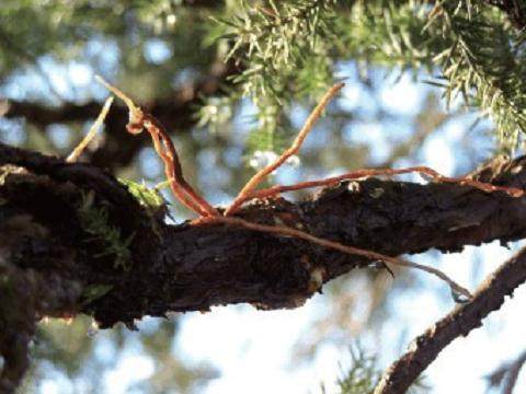 看笔者采用高空压条方法对刺柏盆景进行培育