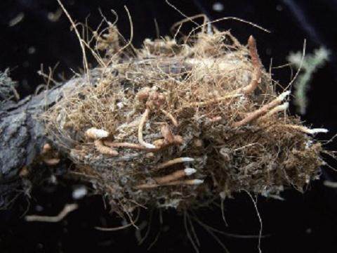 看笔者采用高空压条方法对刺柏盆景进行培育