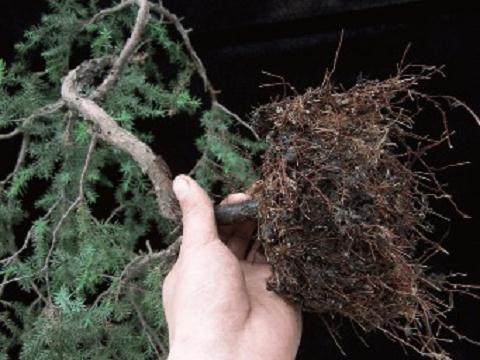 看笔者采用高空压条方法对刺柏盆景进行培育