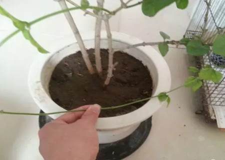 茉莉压条繁殖技术4