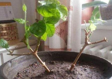 茉莉压条繁殖技术1