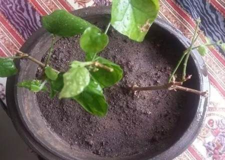 茉莉压条繁殖技术5