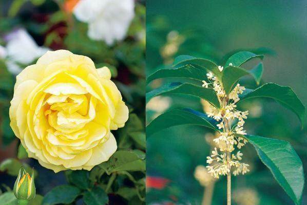 阳台盆栽植 这4种压条繁殖方法 成活率100%