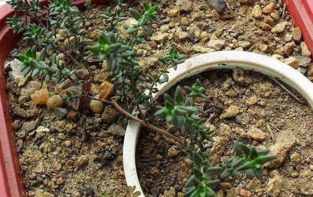 阳台盆栽植 这4种压条繁殖方法 成活率100%